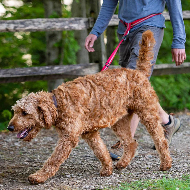 Terrain Dog Hands-Free Leash