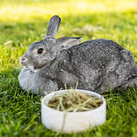 Standlee Small Animal Timothy Grass