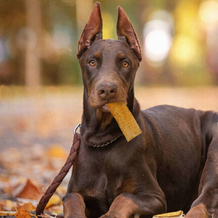 Nothin' to Hide Flip Chip-Peanut Butter