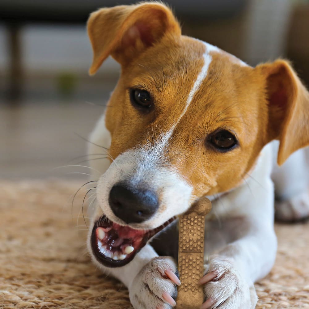 Nylabone Nubz Chicken Dog Chew Treats