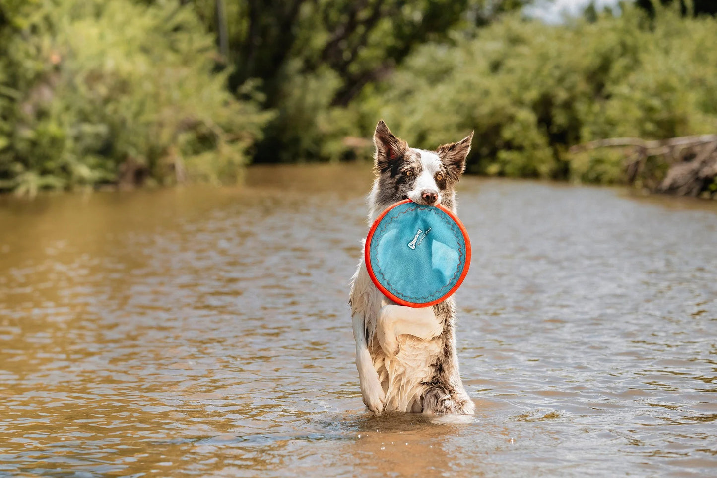 Chuckit! Paraflight Flyer Dog Toy - Small