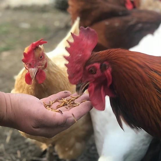 Flock Fest Dried Mealworms