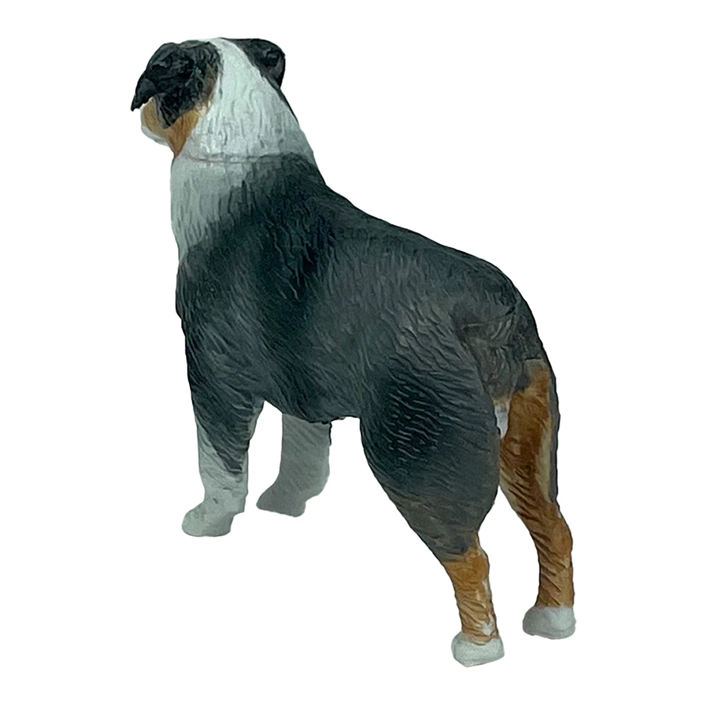 Big Country Australian Shepherd