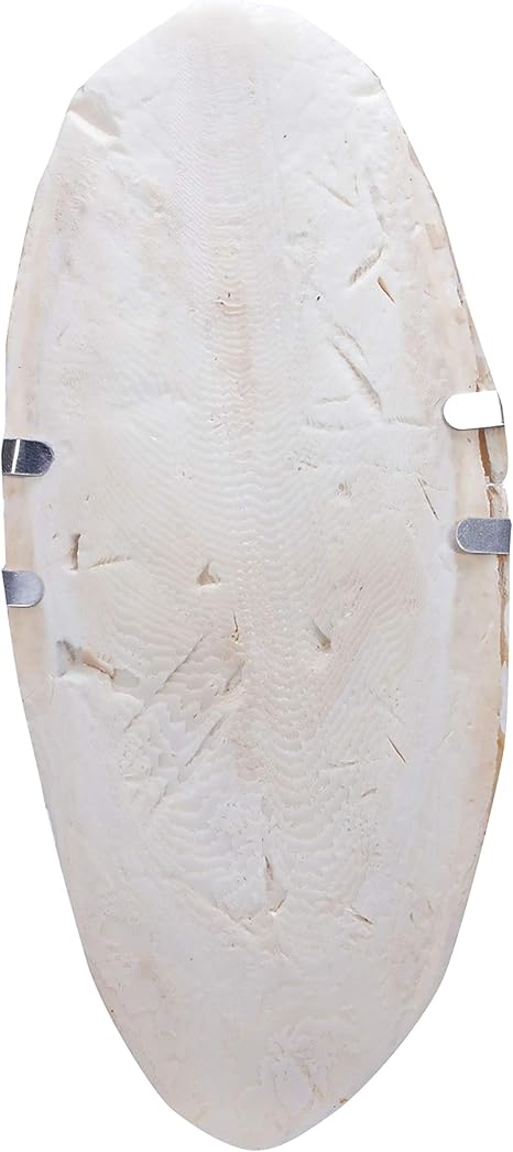 Wild Harvest Cuttlebone