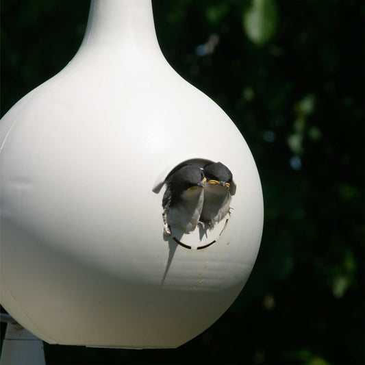 Purple Martin Gourd House