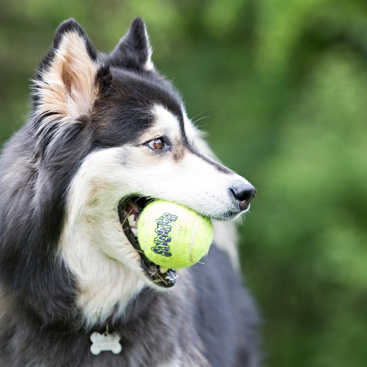 KONG SqueakAir® Ball with Rope