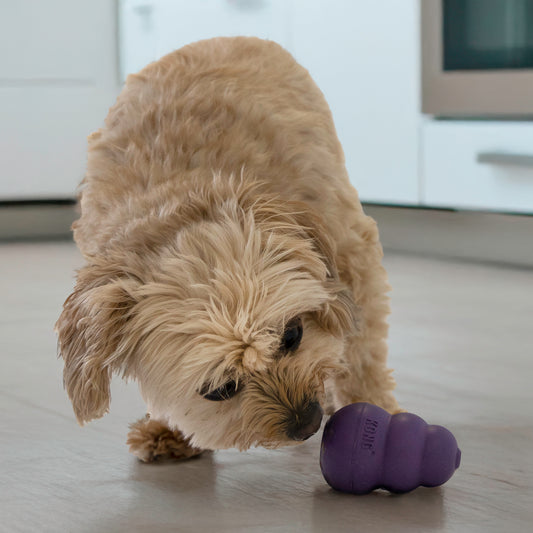 Kong Senior Kong Toy