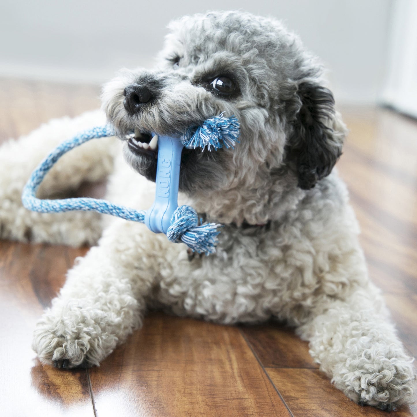 Kong Puppy Goodie Bone with Rope