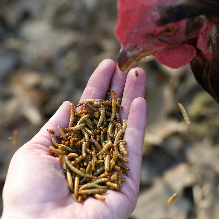 Happy Hen Treats Mealworm Frenzy