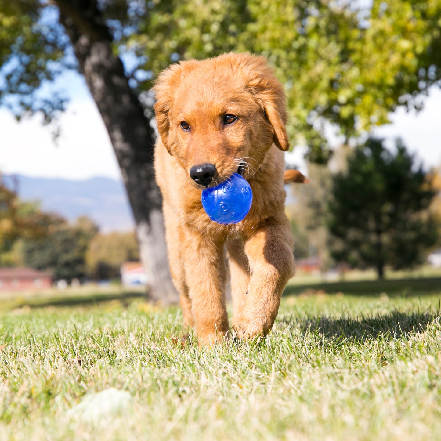 Kong Squeezz® Ball - X-Large