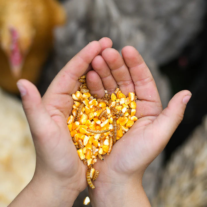 Happy Hen Party Mix Corn and Mealworm Blend
