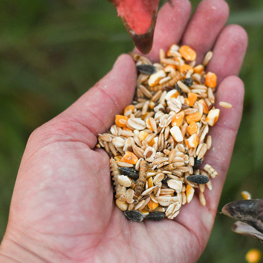 Happy Hen Party Mix Oat and Mealworm Blend