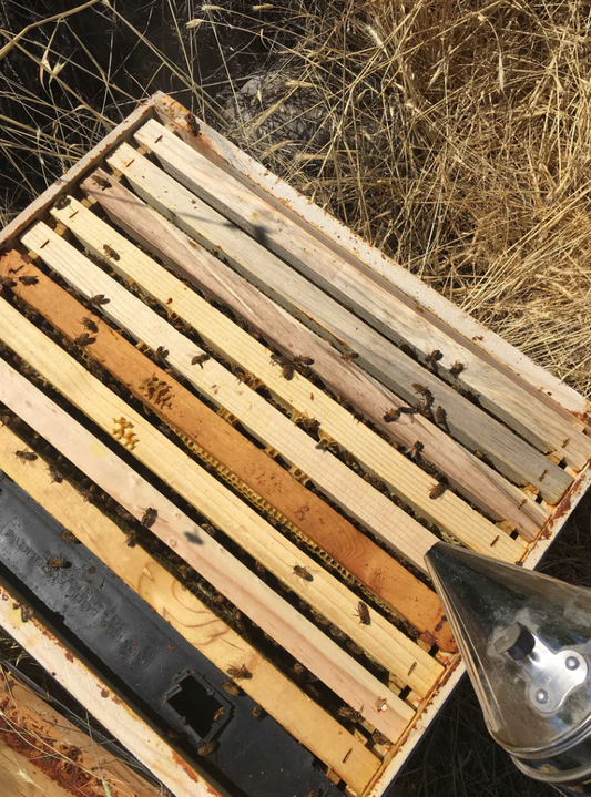 Harvest Lane Honey In-Hive Feeder for Beekeepers