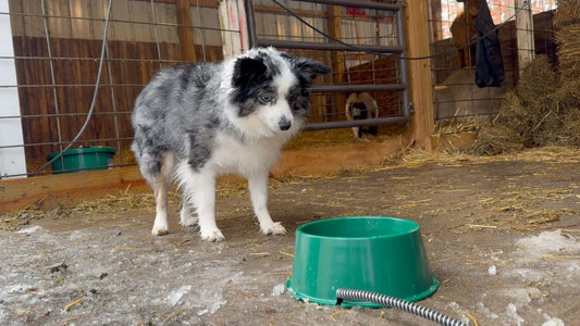 Farm Innovators Small Heated Pet Bowl