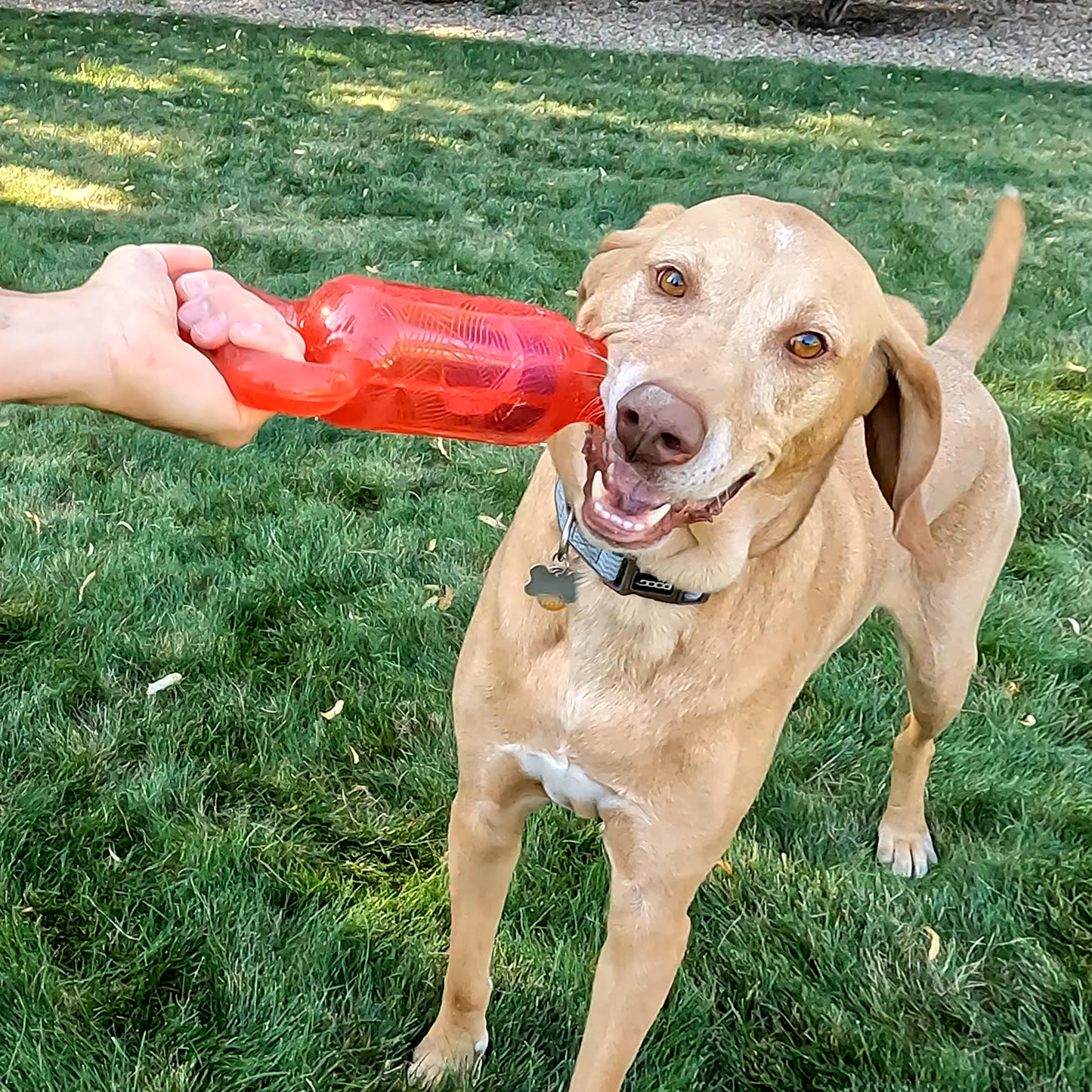 Kong Jumbler Tug - Small/ Medium