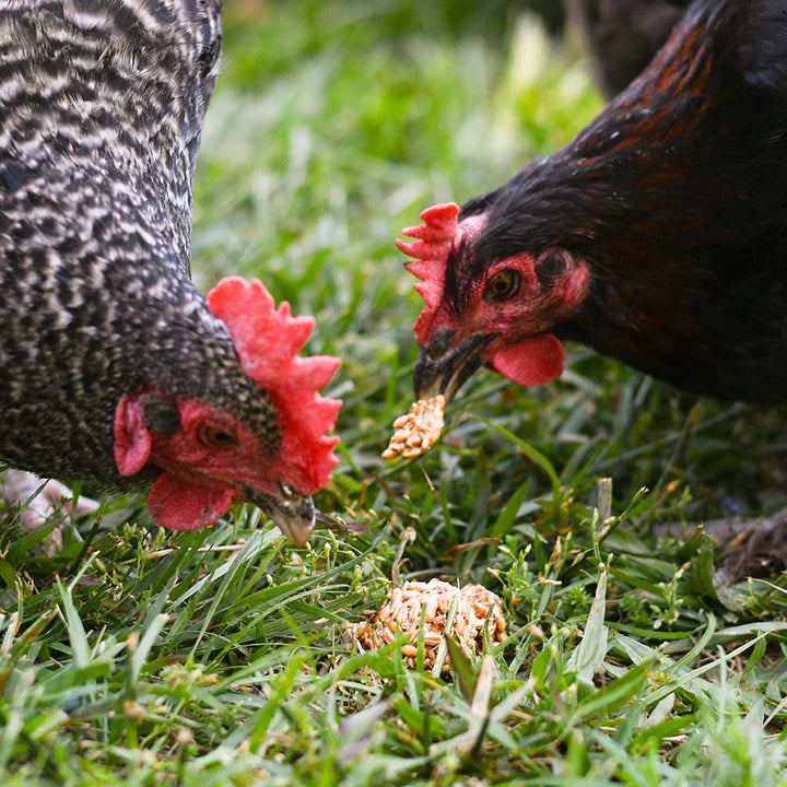 Happy Hen Treat Tumblers