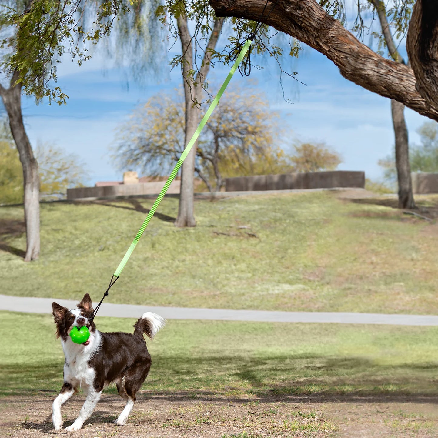 Jolly Pets Tree Tugger