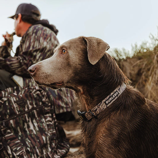 Burlebo Dog Collar in Gauge Camo