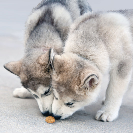 Kong Kitchen Soft & Chewy Irish Stew