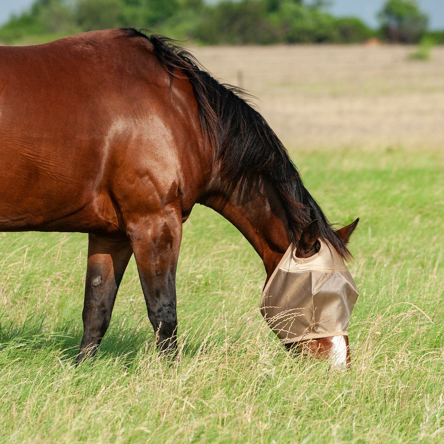 Cashel Econo Fly Mask