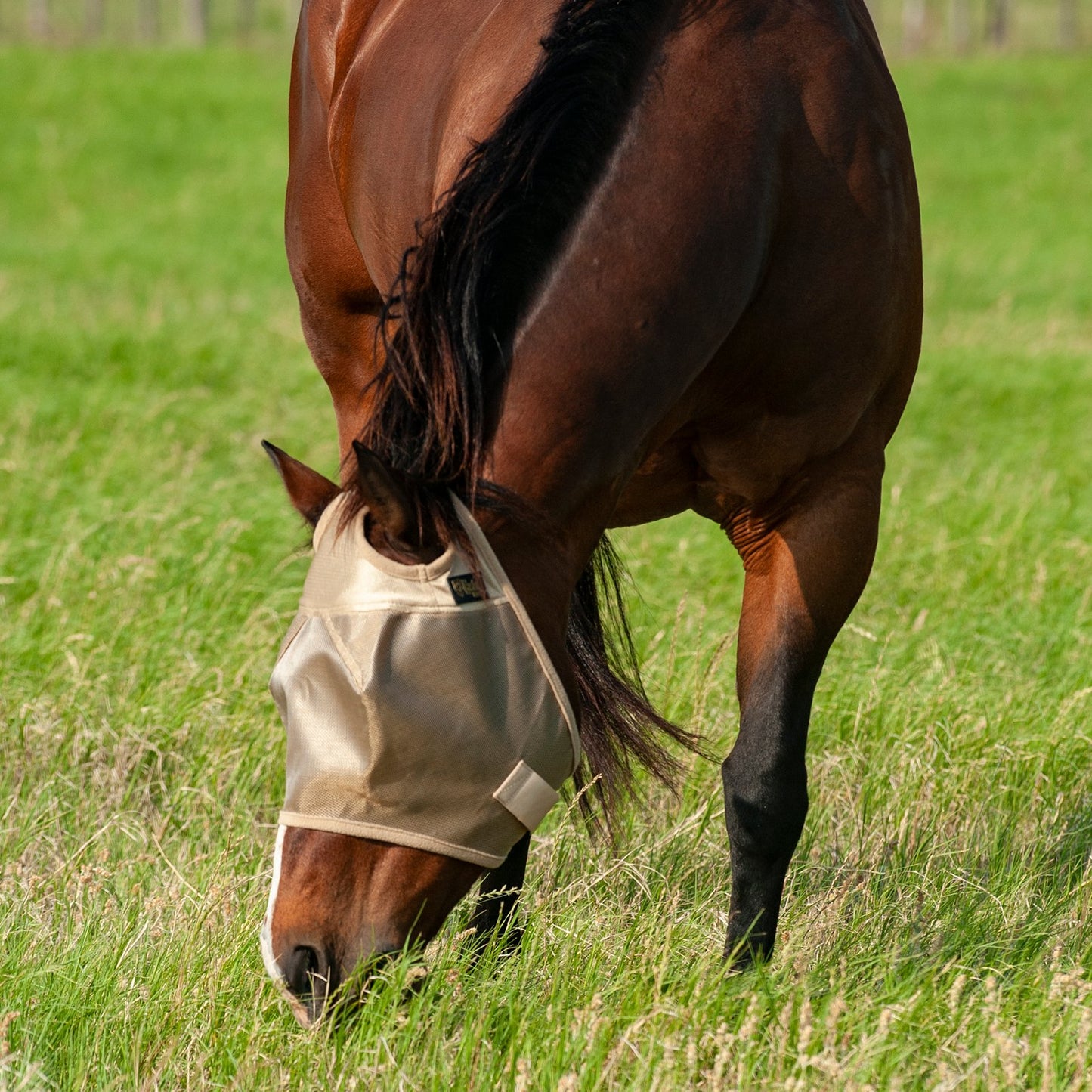 Cashel Econo Fly Mask