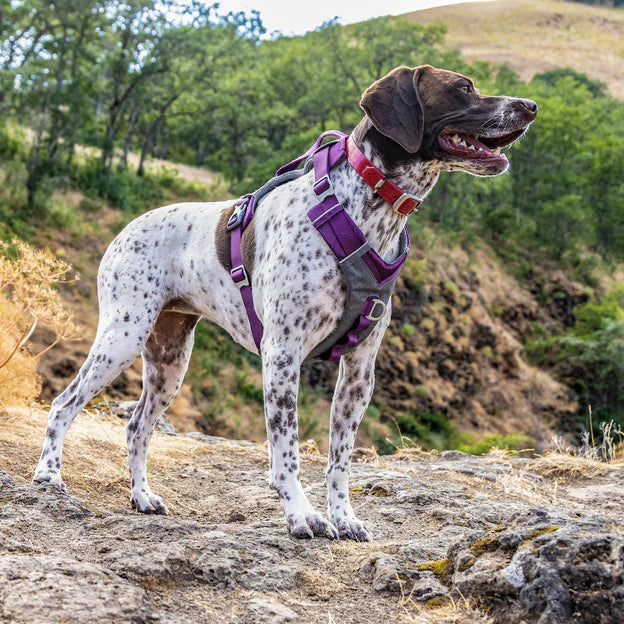 Kurgo Journey Air Dog Harness
