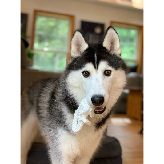 Nylabone Power Chew Dental Dinosaur Dog Toy