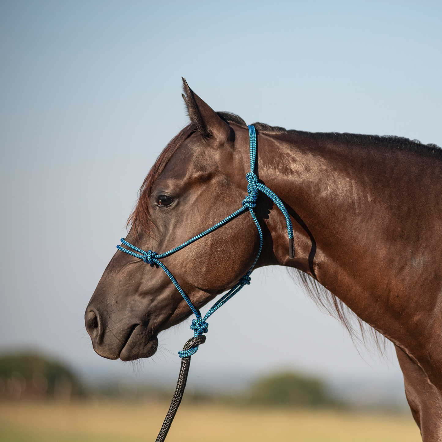 Classic Equine Rope Halter with 9-foot Leadrope