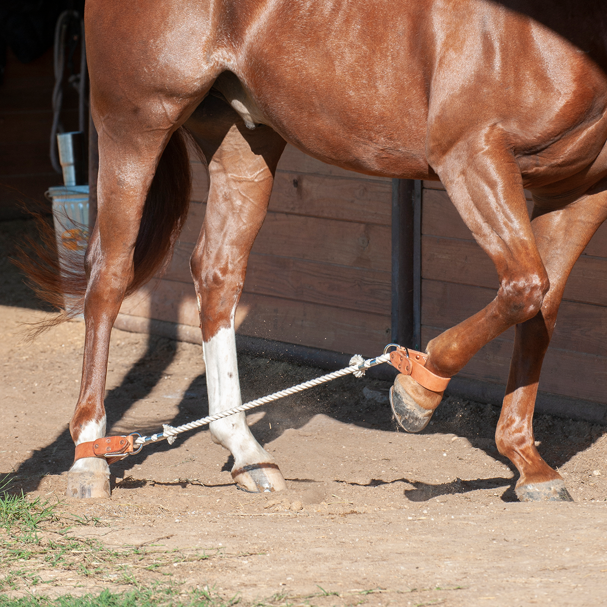 Martin Saddlery Sideline Hobbles