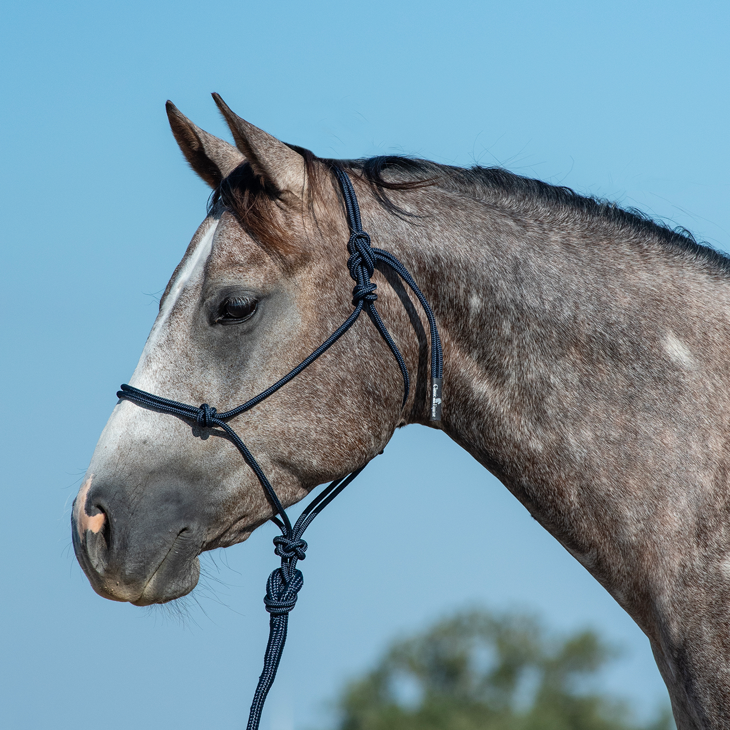 Classic Equine Rope Halter with 9-foot Leadrope