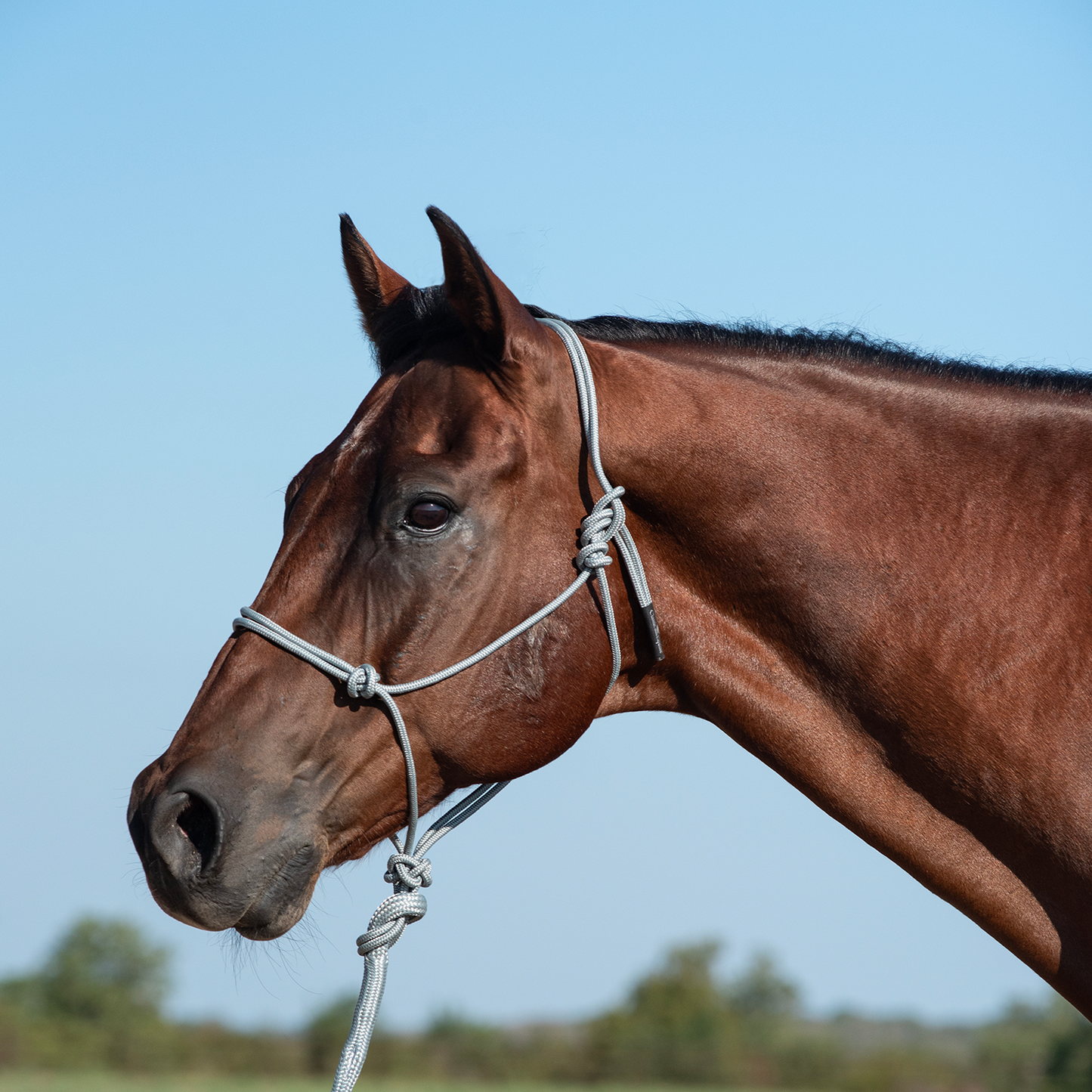Classic Equine Rope Halter with 9-foot Leadrope