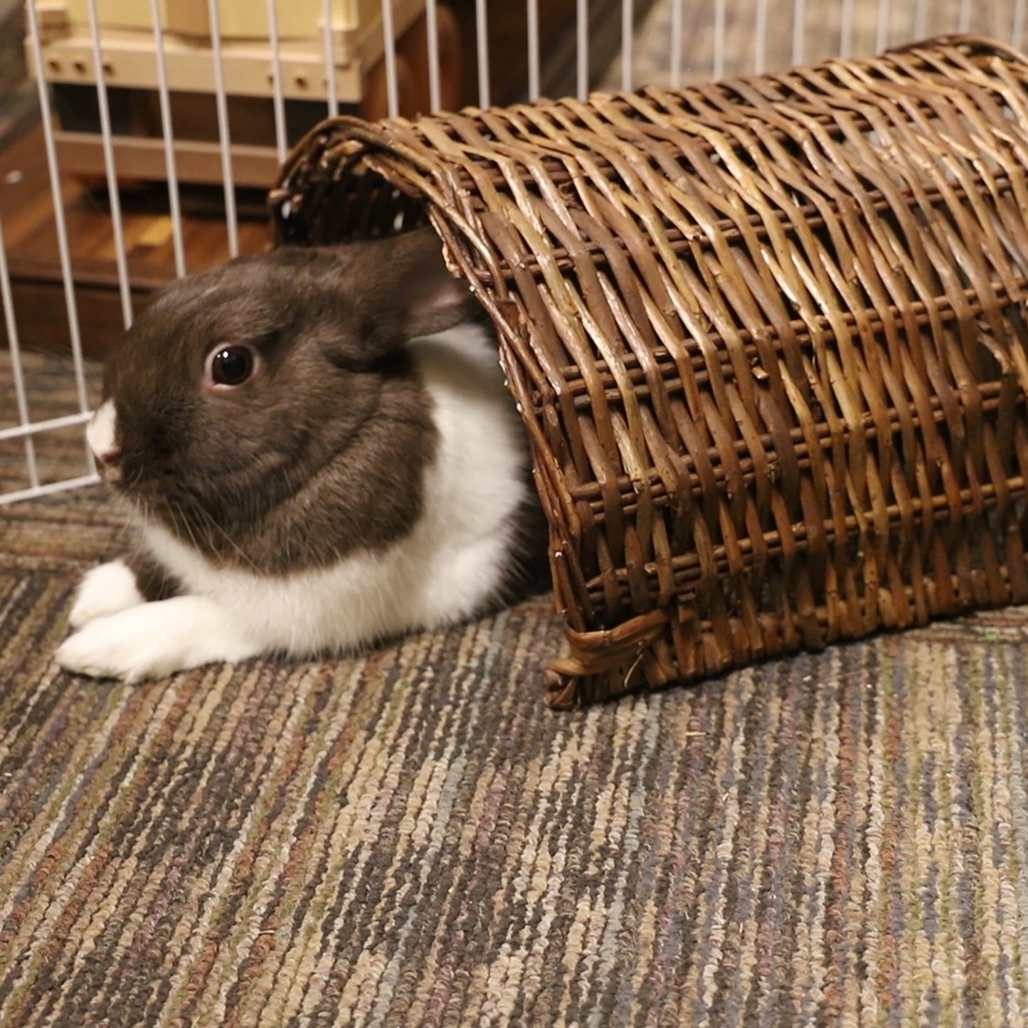 Ware Large Twig Tunnel