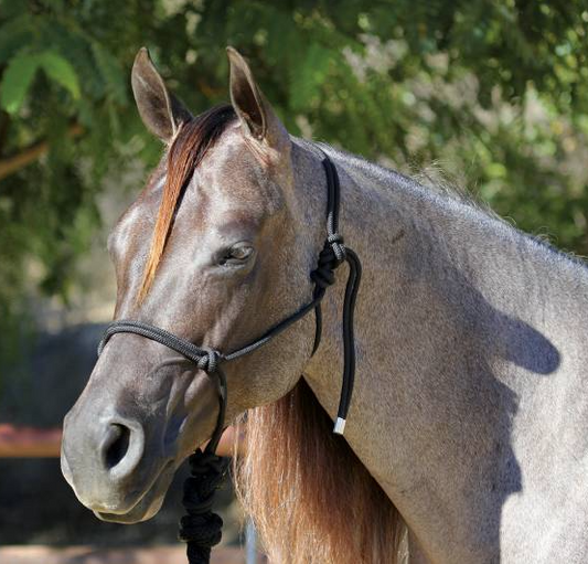 Rope Halter with 10' Lead