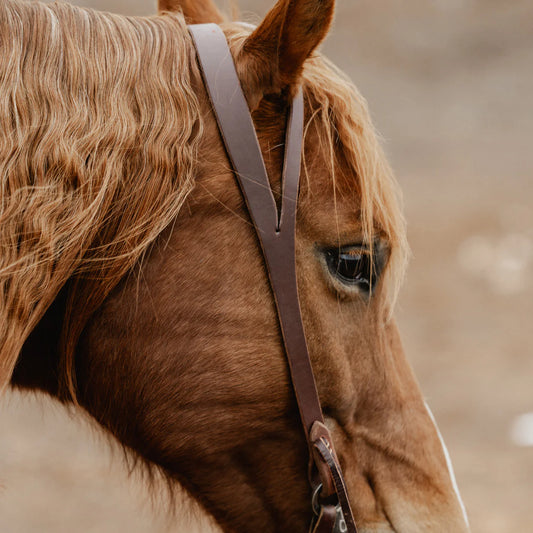 Weaver STS Ranch Signature Tack Harness Leather Split Ear Headstall with Ranger Buckle, 3/4"