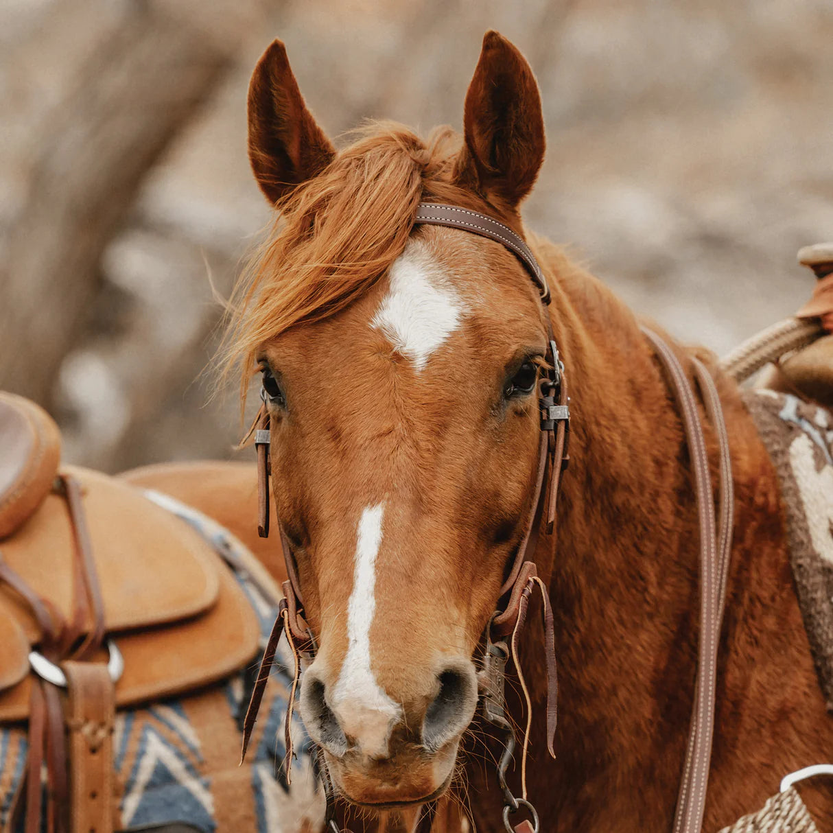 Weaver STS Ranch Signature Tack Harness Leather Browband Headstall with Ranger Buckle, 3/4"