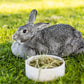 Standlee Small Animal Timothy Grass