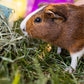 Standlee Small Animal Orchard Grass