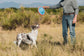 Chuckit! Paraflight Flyer Dog Toy - Small