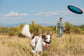 Chuckit! Paraflight Flyer Dog Toy - Small