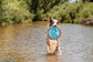 Chuckit! Paraflight Flyer Dog Toy - Small