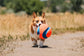 Chuckit! Kick Fetch Dog Toy