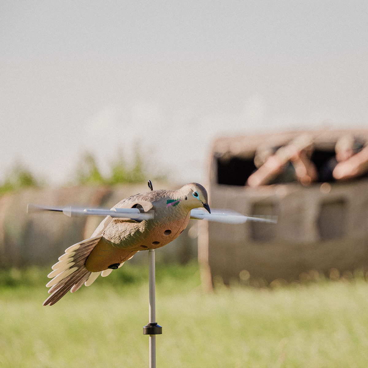Avian Powerflight Dove