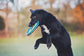Chuckit! Zipflight Amphibious Fly Ring Toy