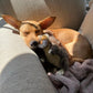 Ruffin' It Woodlands Plush Squirrel Dog Toy