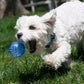 Kong Squeezz Geodz 2-pack