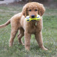 Kong AirDog Squeaker Dumbbell