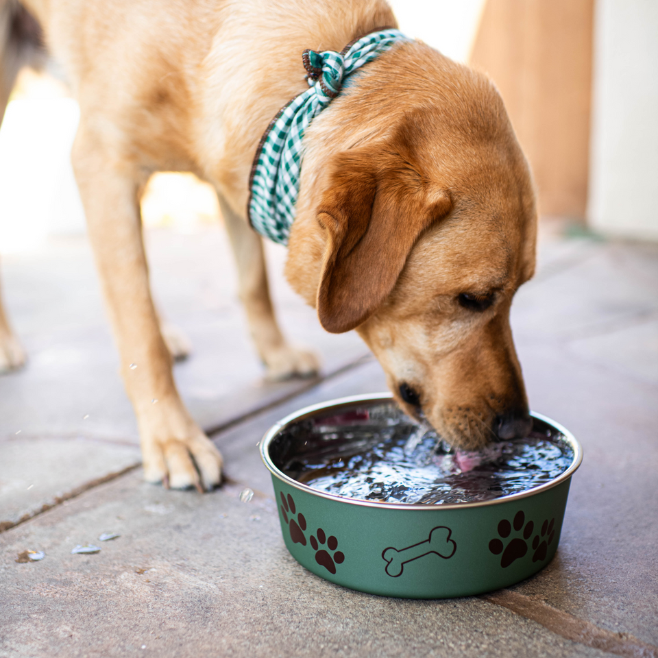Espresso Bella Stainless Steel Dog Bowl