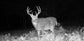 Stealth Cam DNVB Digital Night Vision Binocular