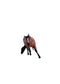 Little Buster Bay Gelding Barrel Horse