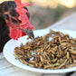 Happy Hen Treats Grub Frenzy Black Soldier Fly Larvae